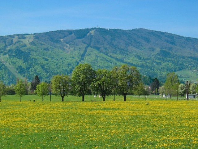 Rumeno polje regrata z zelenimi drevesi pred gozdnatim Pohorjem pod jasnim modrim nebom.